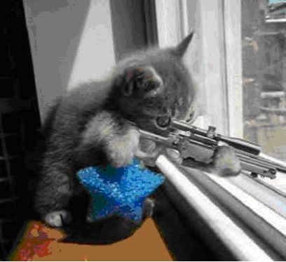 Cat With Rifle