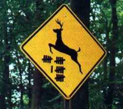 Deer Count