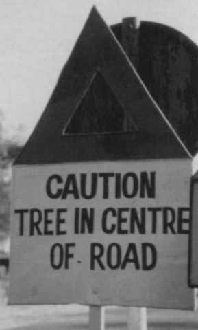 Tree In Road